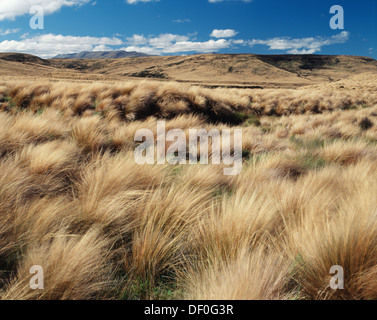 Nuova Zelanda, Isola del Sud, Red Tussock Regione, Parco Nazionale di Fiordland. Foto Stock