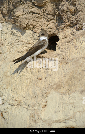 Sabbia Martin (Riparia Riparia) al di fuori di una grotta di allevamento, Niederlangen, Emsland, Bassa Sassonia, Germania Foto Stock