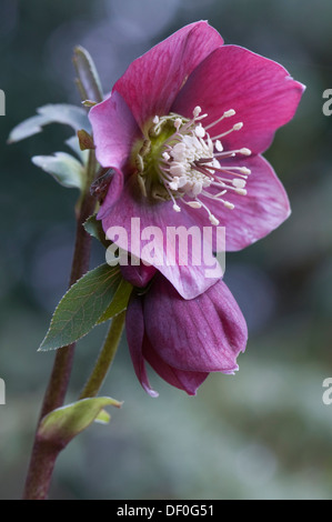 Rosa quaresimale (Helleborus ibrido), Haren, Emsland, Bassa Sassonia, Germania Foto Stock