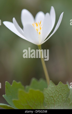 Bloodroot canadese (Sanguinaria canadensis), Haren, Emsland, Bassa Sassonia, Germania Foto Stock