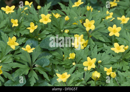 Legno di colore giallo o Anemone Buttercup (Anemone ranunculoides Anemone), Haren, Emsland, Bassa Sassonia, Germania Foto Stock