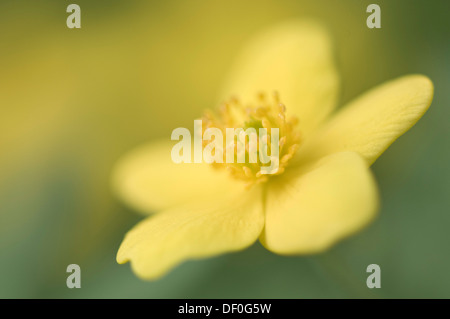 Legno di colore giallo o Anemone Buttercup (Anemone ranunculoides Anemone), Haren, Emsland, Bassa Sassonia, Germania Foto Stock