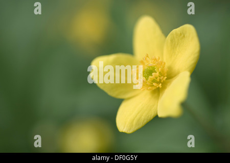 Legno di colore giallo o Anemone Buttercup (Anemone ranunculoides Anemone), Haren, Emsland, Bassa Sassonia, Germania Foto Stock