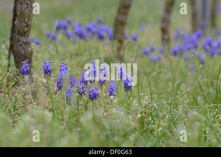 Uva giacinti (Muscari botryoides) tra vigneti, Gimmeldingen, Neustadt an der Weinstrasse, Renania-Palatinato Foto Stock