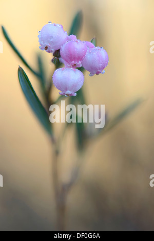 Bog Rosemary (Andromeda polyfolia), Dalum, Emsland, Bassa Sassonia, Germania Foto Stock