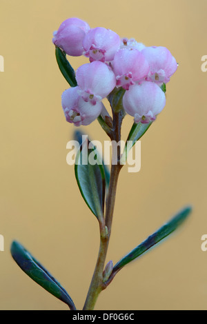 Bog Rosemary (Andromeda polyfolia), Dalum, Emsland, Bassa Sassonia, Germania Foto Stock