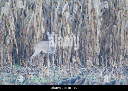 Il capriolo (Capreolus capreolus), rossi in un campo di mais, Haren, Emsland, Bassa Sassonia, Germania Foto Stock