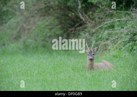 Il capriolo (Capreolus capreolus), buck, Haren, Emsland, Bassa Sassonia, Germania Foto Stock