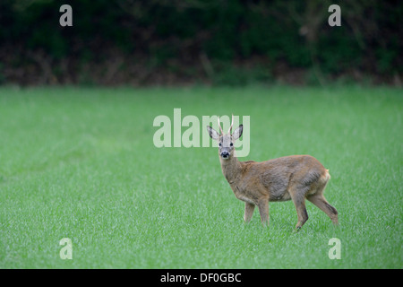 Il capriolo (Capreolus capreolus), buck, Haren, Emsland, Bassa Sassonia, Germania Foto Stock