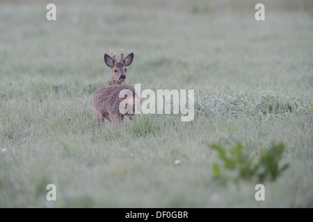 Il capriolo (Capreolus capreolus), buck, Haren, Emsland, Bassa Sassonia, Germania Foto Stock