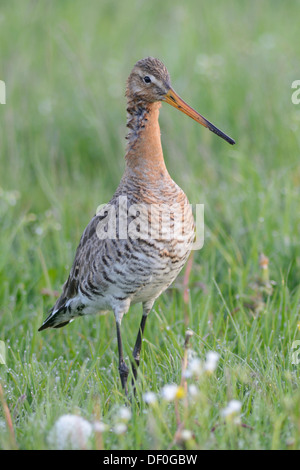 Nero-tailed Godwit (Limosa limosa), Melmmoor, Emsland, Bassa Sassonia, Germania Foto Stock