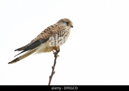 Il Gheppio (Falco tinnunculus), giovane uccello appollaiato su un ramoscello, Kapellenmoor, Emsland, Bassa Sassonia, Germania Foto Stock