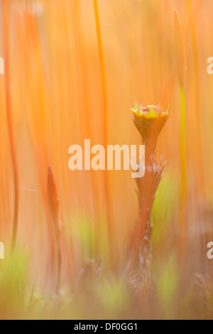 Sporangium della Banca Haircap Moss (Polytrichum formosum), Fehndorf, Emsland, Bassa Sassonia, Germania Foto Stock