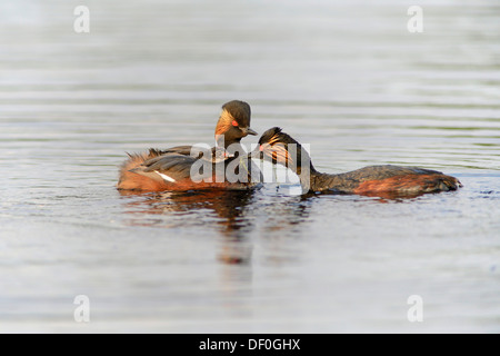 Nero con il collo di svassi (Podiceps nigricollis) con un pulcino, Bargerveen, Zwartemeer, provincia di Drenthe, Paesi Bassi Foto Stock