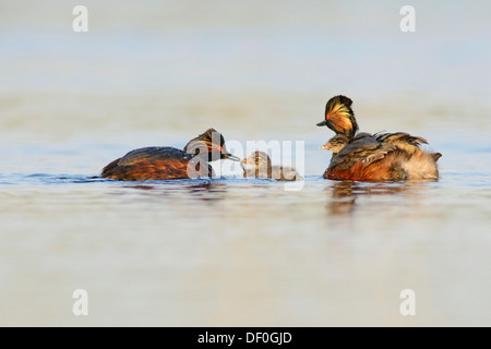 Nero con il collo di svassi (Podiceps nigricollis) con pulcini, Bargerveen, Zwartemeer, provincia di Drenthe, Paesi Bassi Foto Stock