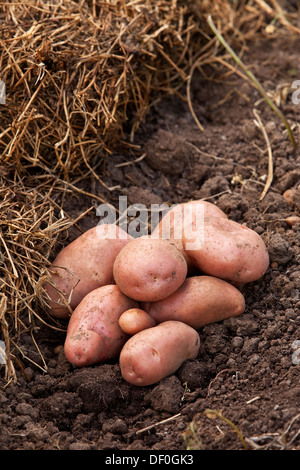 Alcune patate fresche su lo sporco da una balla di fieno. Foto Stock