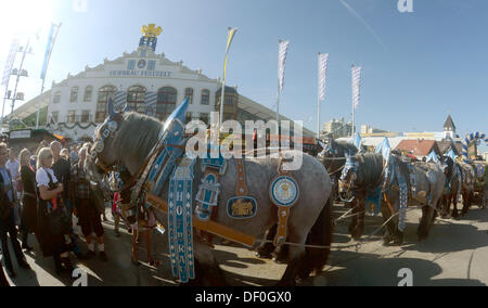 Monaco di Baviera, Germania. 24Sep, 2013. Il pullman di birra della birreria Hofbraeu al Oktoberfest a Monaco di Baviera, Germania, il 24 settembre 2013. Il più grande del mondo folk festival prosegue fino al 06 ottobre 2013. Foto: FELIX HOERHAGER/dpa/Alamy Live News Foto Stock