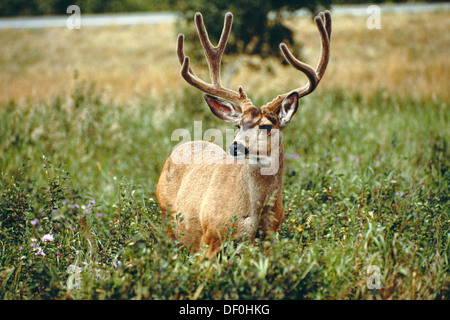 Canada, Parco Nazionale dei laghi di Waterton, pascolo Mule Deer buck con corna in velluto. Foto Stock