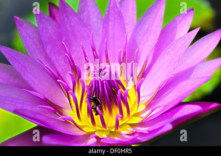 Il Pink-Purple Lotus o acqua giglio con Yellow-Pink polline e bug. Foto Stock