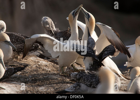 Due Australasian Gannett salutare ogni altro Foto Stock