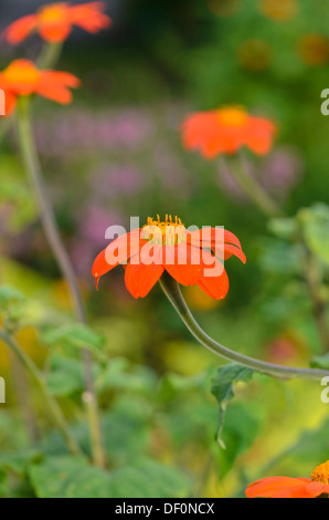 Girasole messicano (tithonia rotundifolia) Foto Stock