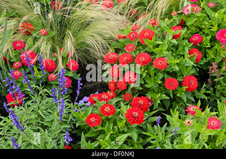 Comune (zinnia zinnia violacea syn. zinnia elegans) e farinoso SALVIA (salvia farinacea) Foto Stock