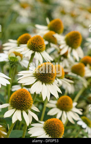 Cono viola fiore (l'echinacea purpurea 'White Swan") Foto Stock