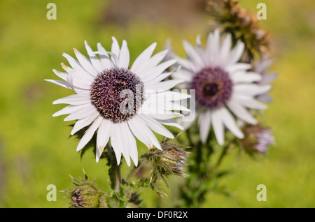 Berkheya viola (berkheya purpurea) Foto Stock