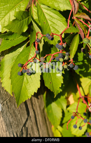 Virginia superriduttore (parthenocissus quinquefolia) Foto Stock