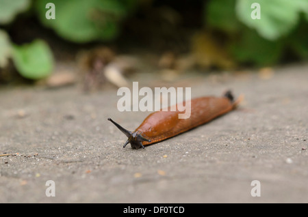 Spagnolo (slug arion vulgaris syn. arion lusitanicus) Foto Stock