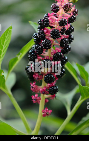 Indian pokeweed (Phytolacca acinosa) Foto Stock