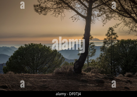 Tramonto attraverso canaria di alberi di pino da Degollada de Becerra, Gran Canaria, con il vulcano Teide Tenerife a distanza Foto Stock