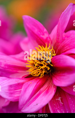 Dahlia (dahlia fascination) Foto Stock