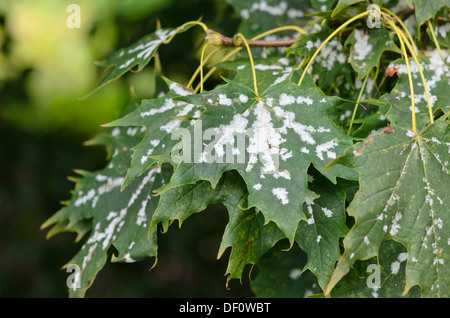 Norvegia (acero Acer platanoides) con muffa Foto Stock