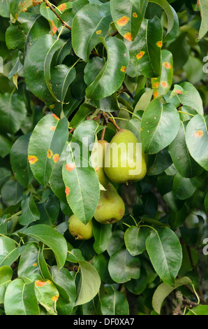 La pera comune (Pyrus communis) e pera ruggine (gymnosporangium fuscum syn. gymnosporangium sabinae) Foto Stock