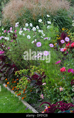 Giardino cosmo (cosmos bipinnatus) e Amaranto Rosso (amaranthus cruentus) Foto Stock