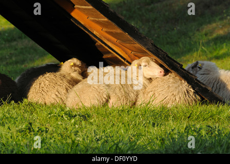 Skuddes (ovis orientalis aries) Foto Stock