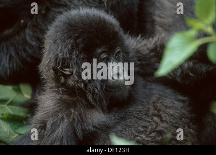 Tre mesi di Gorilla di Montagna (Gorilla beringei beringei), Djombe, il Parco nazionale di Virunga, Repubblica Democratica del Congo Foto Stock