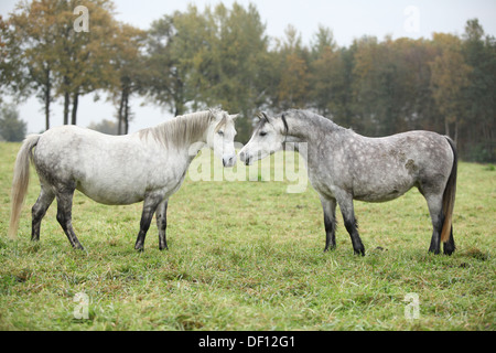 Bianco e grigio montagna gallese ponnies in autunno Foto Stock