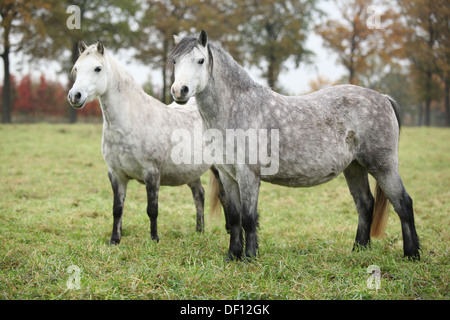 Bianco e grigio montagna gallese ponnies in autunno Foto Stock