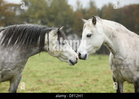 Grigio e bianco welsh mountain ponnies in autunno Foto Stock