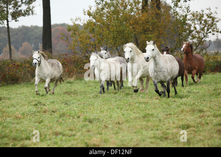 Welsh mountain ponnies in esecuzione sul pascolo in autunno Foto Stock