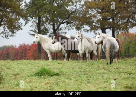 Welsh mountain ponnies sul pascolo in autunno Foto Stock