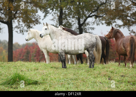 Welsh mountain ponnies sul pascolo in autunno Foto Stock