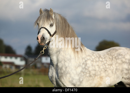 Ritratto di Nizza welsh mountain pony stallone con capezza Foto Stock