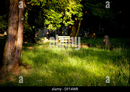 Sole che splende attraverso gli alberi su un banco di lavoro Foto Stock