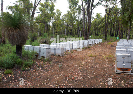 Commercial bee hive della boccola del Western Australia Foto Stock