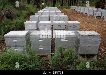 Commercial bee hive della boccola del Western Australia Foto Stock