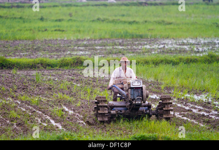 Un uomo aratri un campo esterno Kinpun, Birmania. Foto Stock