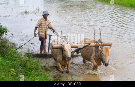 Un uomo aratri un campo esterno Kinpun, Birmania. Foto Stock